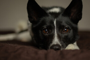 Dog on the bed. Portrait of a black and white dog. Cute mongrel dog