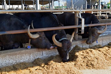close up of italian mediterranean buffalo, breed highly appreciated for producing the typical buffalo mozzarella from Campania in Italy