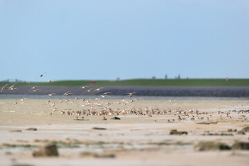 Little stints flying