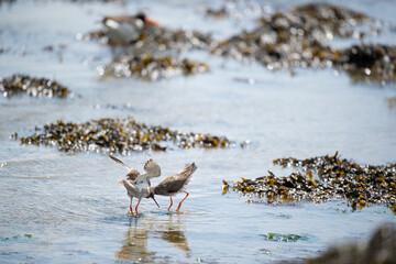 Common redshank mating in sea