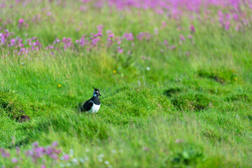 Eurasian Oyster catcher in nature