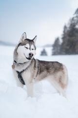 happy siberian husky dog smiling with closed eyes standing in deep snow on a mountain in the winter