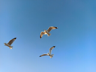 Obraz premium Gaviotas volando en cielo azul