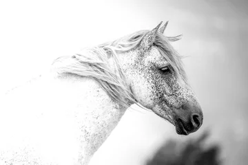 Papier peint photo  Wild Horses (Cavalli selvaggi)  © Daniele