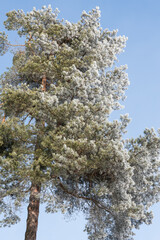 Raureif beim Abtauen an Kiefer