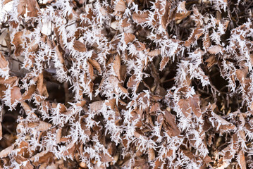 Eiskristalle und Raureif an Laubhecke