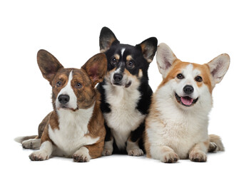 Three dogs of the same breed of different colors on a white background. Welsh corgi pembroke and cardigan. Pet in the studio