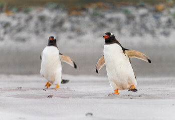 Pair of Gentoo penguins walking on beach to sea at Bluff Cove Falkland Islands