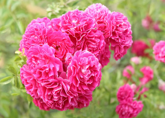 Beautiful blurred red Rose on a beautiful green background. Greeting card. Rose close up. Natural floral summer background. Postcard. Flower bud. Red garden roses on a bush in a summer garden.
