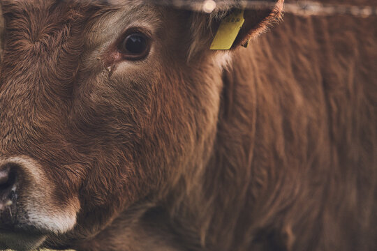 Brown Angus cow detail eye. High quality photo