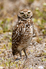 Adult Burrowing Owl stands by nest burrow in Cape Coral, Florida, United States