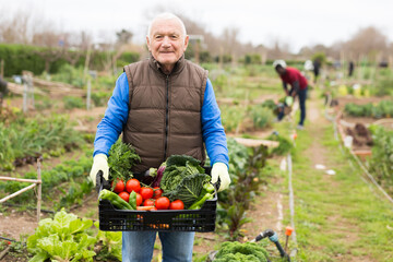 Senior man horticulturist holding crate with harvest of vegetables in garden