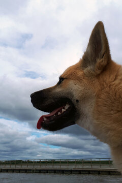 dog on the beach