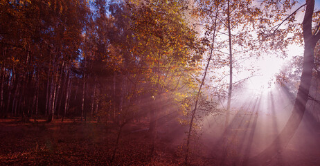 Naklejka na ściany i meble Autumn woods illuminated by early morning sunlight