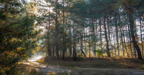 Golden sunlight beaming through misty autumn woods