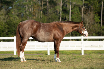 quarter horse paint brood mare