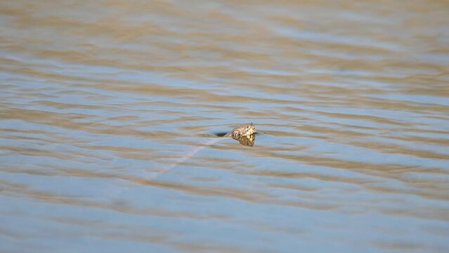 Grass snake Natrix natrix in the wild.