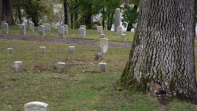 The nine-banded armadillo at Shiloh National Military Cemetery. (Dasypus novemcinctus), also known as the nine-banded long-nosed armadillo or common long-nosed armadillo.