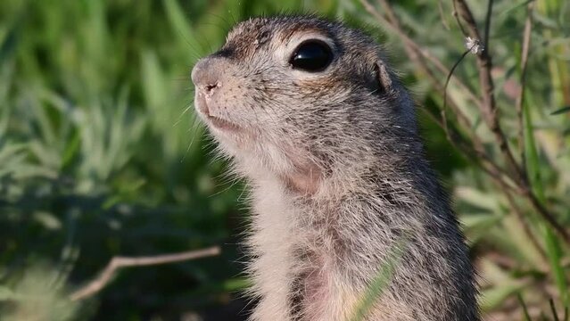 Ground squirrel Spermophilus pygmaeus standing in the grass. Close up.