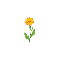 Calendula flower. One Calendula officinalis orange flower isolated on white.  Isolated vector illustration on white background