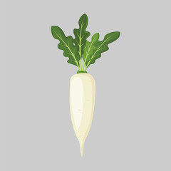 Daicon. Daicon Raphanus sativus, or white radish.Isolated on a gray background. For web, menu, logo, textile, icon. Vector illustration