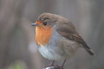 Fototapeta premium robin on a branch