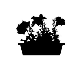 petunia flowers in planter silhouette isolated on white background