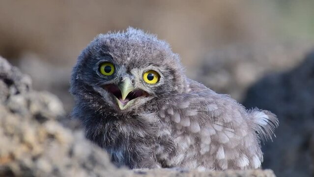 Beautiful little owl in the wild. Athene noctua.