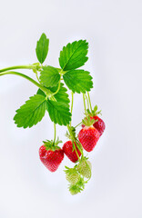 Reife rote Erdbeeren aus biologischem Anbau angeboten am Strauch mit Blättern als close-up auf...