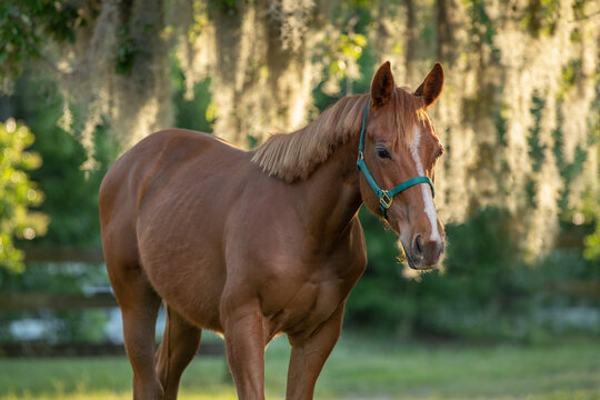 Yearling Cold Portrait