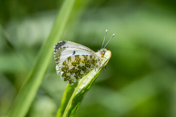 Orange-tip butterfly female on the end of a leaf