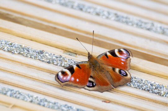 Peacock butterfly on a wooden walkway