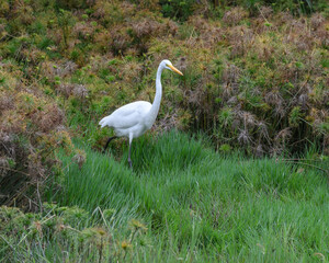 Ardea Alba, Great Egret fishing on a swamp