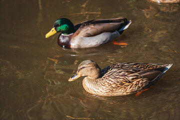 Obraz premium Two ducks in the water