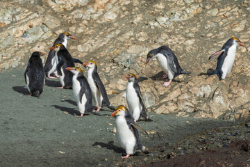 Royal Penguin (Eudyptes schlegeli)