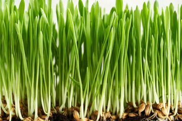 Fresh young green barley grass blades growing in soil
