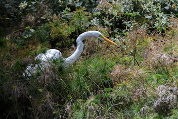 Ardea Alba, Great Egret fishing on a swamp
