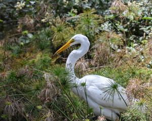 Ardea Alba, Great Egret fishing on a swamp