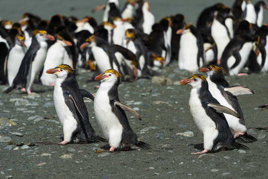 Royal Penguin (Eudyptes schlegeli)