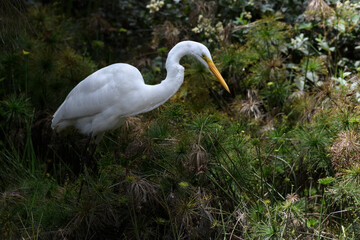 Ardea Alba, Great Egret fishing on a swamp