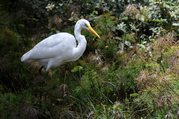 Ardea Alba, Great Egret fishing on a swamp