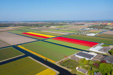 Aerial drone view colorful tulip fields and windmills on sunny day in countryside Keukenhof flower garden Lisse Netherlands. Happy kings day.