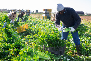 Confident man engaged in cultivation of organic vegetables, arranging crop of ripe celery in boxes...