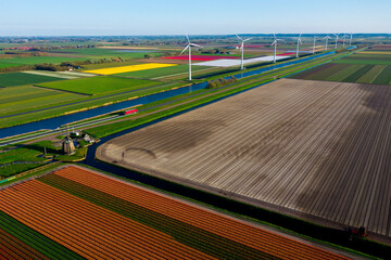 Aerial drone view multicolored tulip fields, water channels and windmills in sunny day in countryside Keukenhof flower garden Lisse Netherlands. Happy kings day.