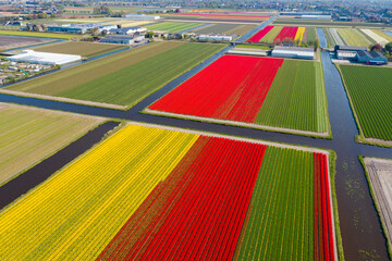 Aerial drone view multicolored tulip fields, water channels and windmills in sunny day in countryside Keukenhof flower garden Lisse Netherlands. Happy kings day.