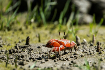 Cristmas island red crab