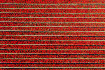 Aerial drone view red tulip fields on sunny day in countryside Keukenhof flower garden Lisse Netherlands. Happy kings day.