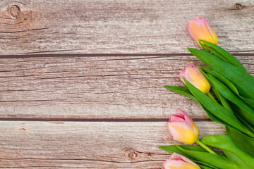 Fresh color tulip on wood desk. Spring flower. Tulips on wooden background. 8 march.