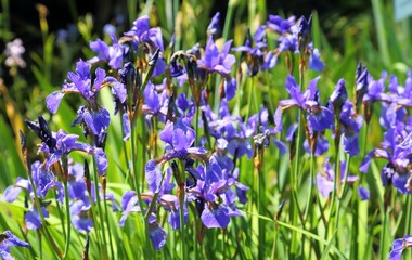 Iris flowers. - 574076619