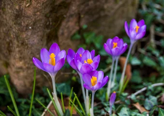 Fotobehang Krokus Frühblüher / Frühlingsboten / Krokusse  © A.Rapp